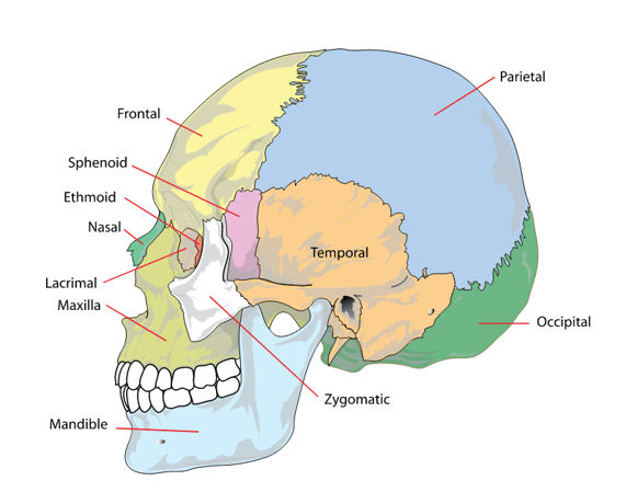 skull